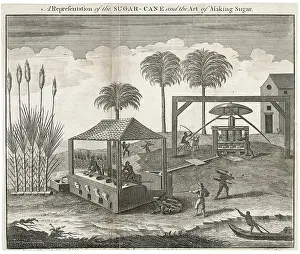 Ovens: Sugar Cane - Making Sugar