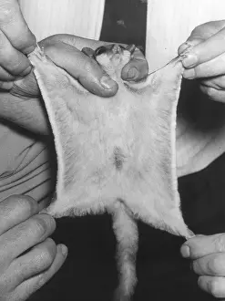 Possum: SUGAR GLIDER