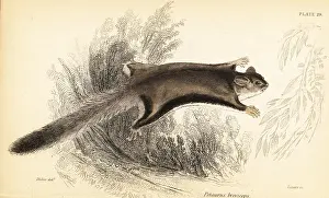 Sugar glider, Petaurus breviceps