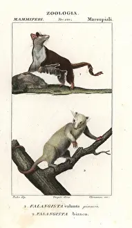 Petaurus: Sugar glider, Petaurus breviceps, and northern