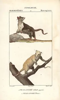 Orientalis: Sugar glider, Petaurus breviceps, and northern