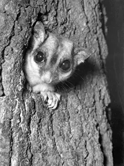 Possum: Sugar Glider, a small gliding possum, in a tree