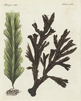 Iodine: Sugar kelp and bladderwrack