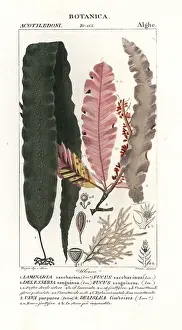 Elegans: Sugar kelp and other seaweeds