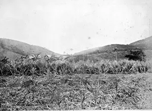 Barbados: Sugar Plantation, St. Thomas 1873
