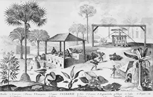 Evaporating: Sugar production in the West Indies in the ?