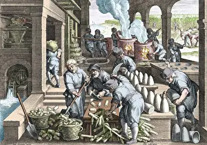 Sugarcane: Sugar Refinery, 16th Century