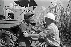 Sugarcane: Sugarcane harvesting in Cuba, 1974