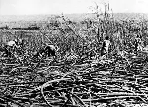 Sugarcane: Sugarcane plantation in Hawaii, 1929