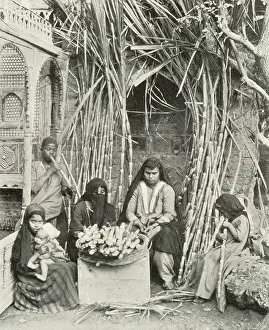 Sugarcane: Sugarcane Sellers, Cairo, Egypt