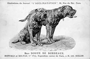 Suisses: Suisses Bruno Dog