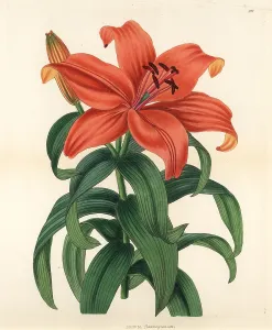 Maculatum: Sukashiyuri, Lilium maculatum