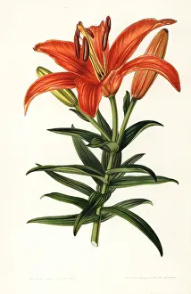 Maculatum: Sukashiyuri lily, Lilium maculatum