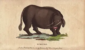 1798 1802: Sukotyro, mythical creature