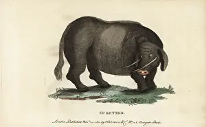 Indicus: Sukotyro, Sukotyrus indicus
