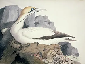 Morus: Sula capensis, Cape Gannet