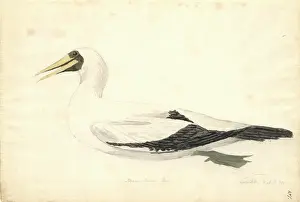 Suliformes: Sula dactylatra, masked booby