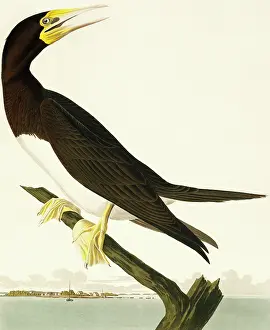 Suliformes: Sula leucogaster, brown booby
