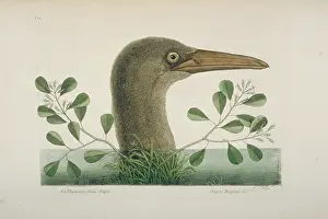 Suliformes: Sula leucogaster, brown booby