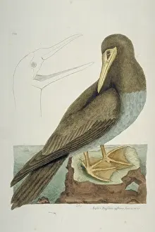 Suliformes: Sula leucogaster, brown booby