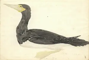 Suliformes: Sula leucogaster, brown booby