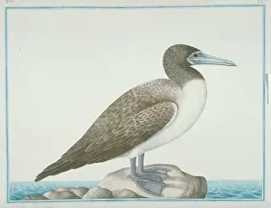 Gideon: Sula leucogaster, brown booby