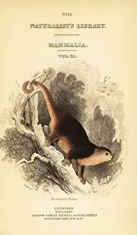 Volume Xi: Sulawesi bear cuscus, Ailurops ursinus