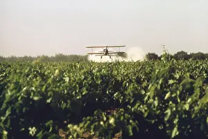 Sulfur: Sulfur dusting of grape vines by air. Pure ?