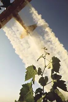 Sulfur: Sulfur dusting of grape vines by air. Pure ?