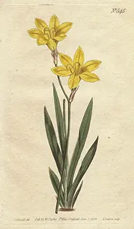 Ixia: Sulphur-colored ixia with bright lemon yellow