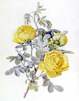 Leafy: The Sulphur Rose