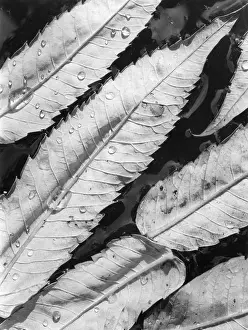 Raindrops: SUMAC LEAVES
