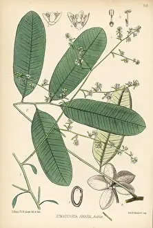 Amara: Sumaruppa or maruba, Simarouba amara