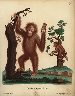Oakes: Sumatran orangutan, Pongo abelii. Critically endangered