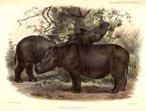 Prominently: Sumatran Rhinoceros