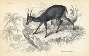 Antilope: Sumatran serow, Capricornis sumatraensis. Vulnerable