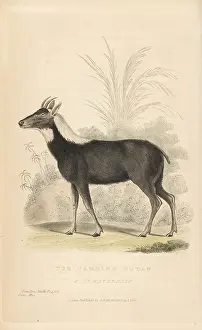 Landseer: Sumatran serow, Capricornis sumatraensis. Vulnerable
