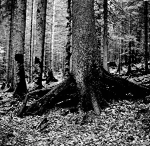 A.k.a: Sumava - Boubin jungle