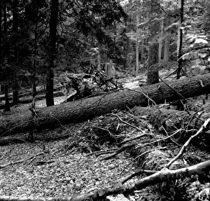 A.k.a: Sumava - Boubin jungle