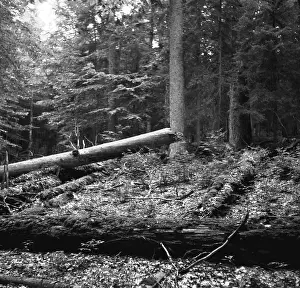 A.k.a: Sumava - Boubin jungle