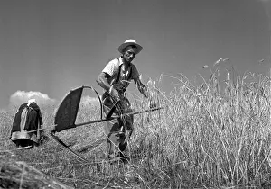 Dring: Sumava - harvest
