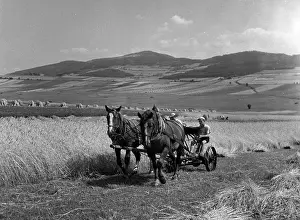 Sumava: Sumava - harvest