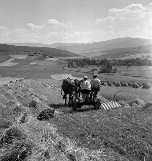 Sumava: Sumava - harvest