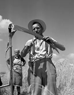 Sumava: Sumava - harvest