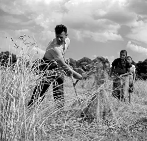 Vinatge: Sumava - wheat harvest