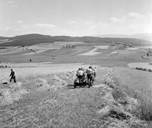 Krajina: Sumava - wheat harvest