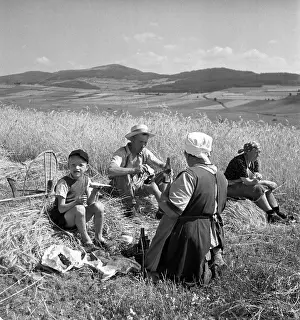 Sumava: Sumava - wheat harvest