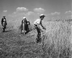 Sumava: Sumava - wheat harvest