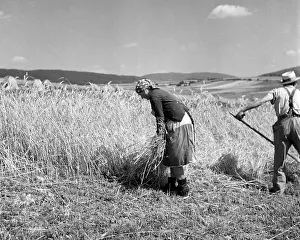 Sumava: Sumava - wheat harvest