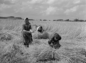 Vinatge: Sumava - wheat harvest - tradition - bundles